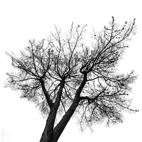 Some Distant Shore EP cover. A bare, leafless tree photographed from below in black and white against a white sky.